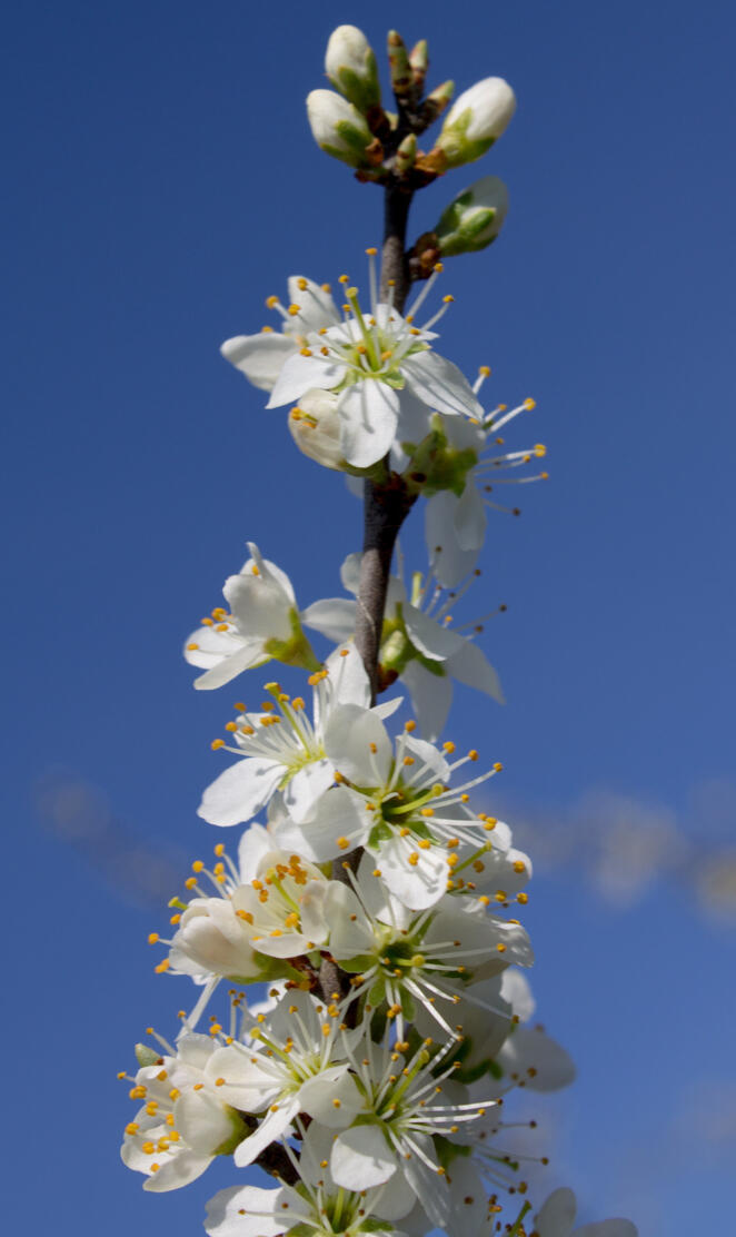 white blossom flower