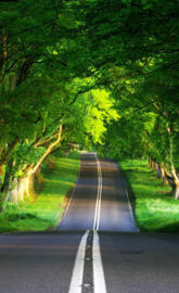 Long Road Of Nature