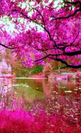 pink nature