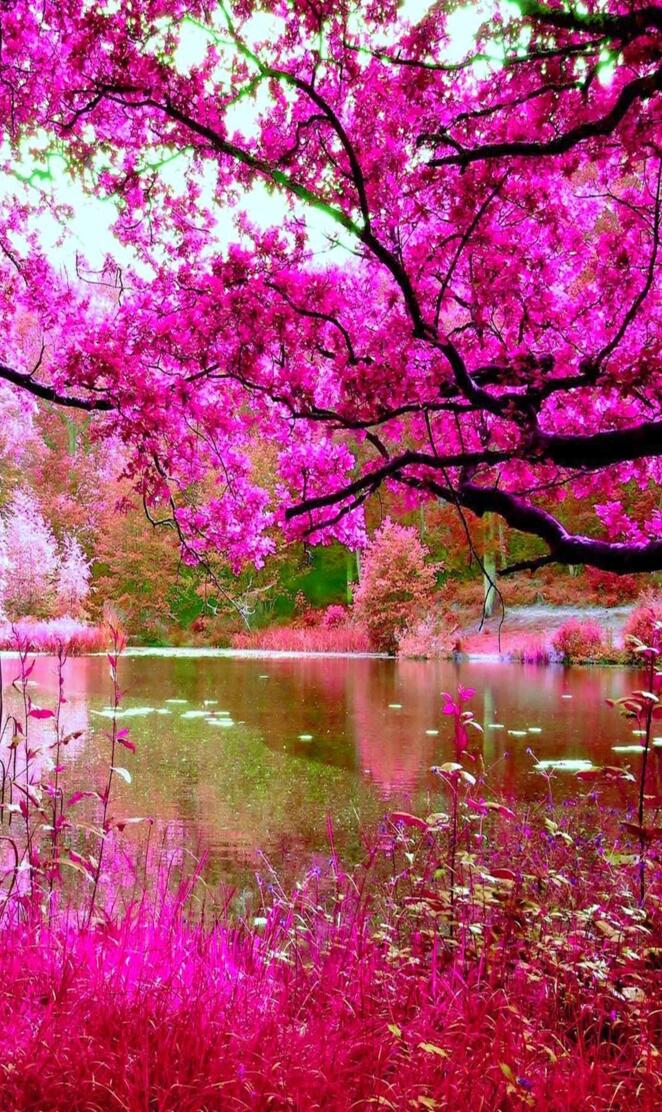 pink nature