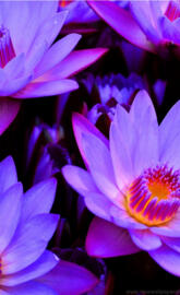 Blue Lotus