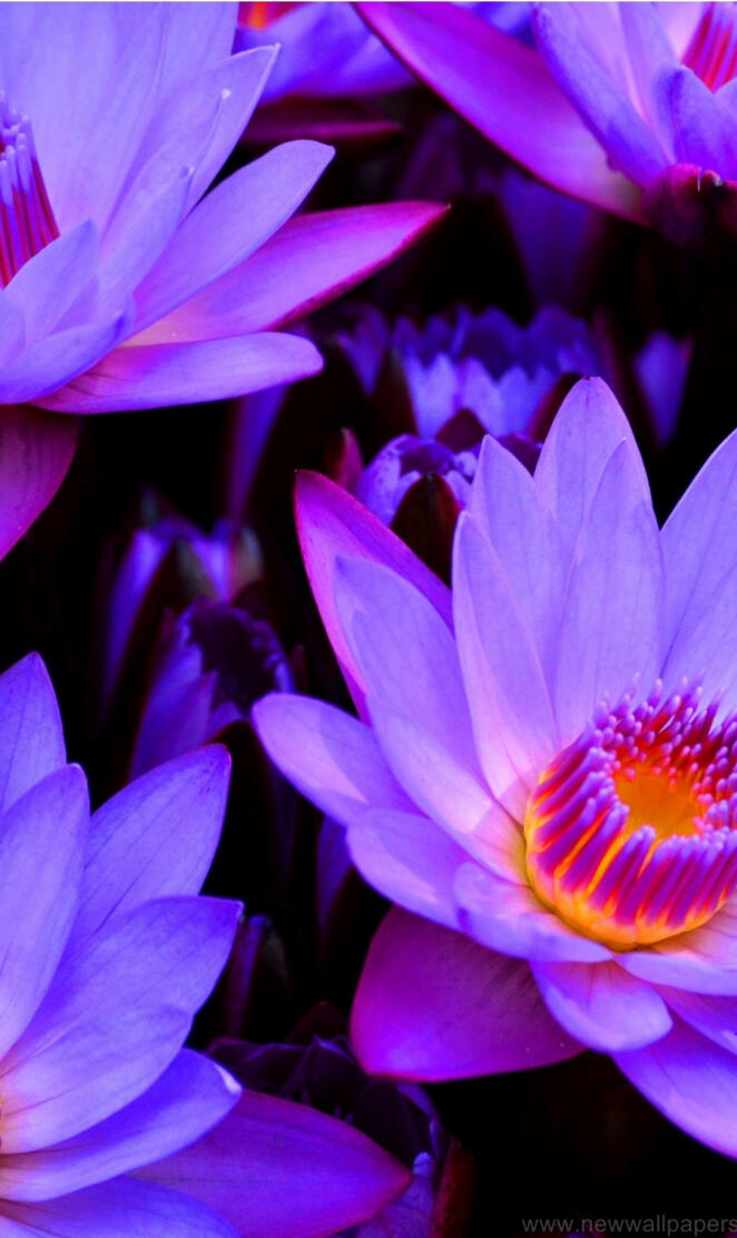 Blue Lotus