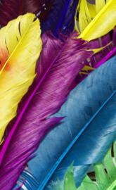 Feathers