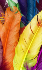 Feathers