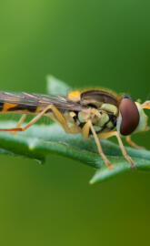 hover fly