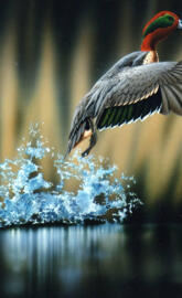 Kingfisher Fly Hd