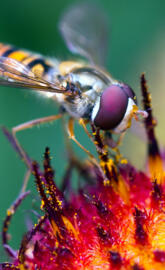 Hoverfly Pollination