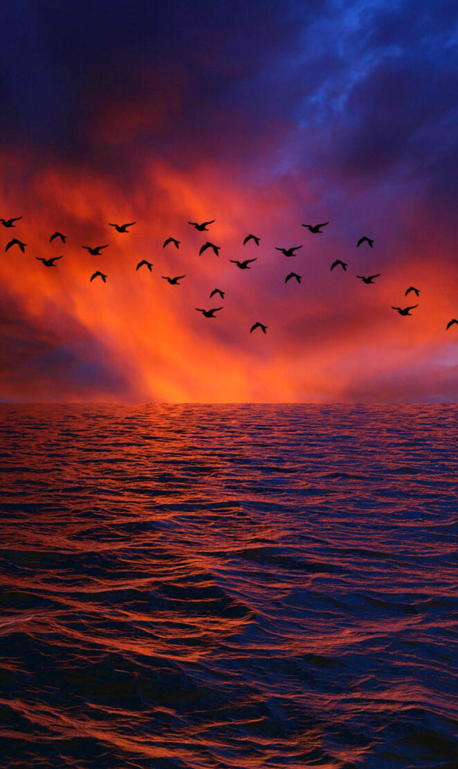 Birds in Sunset