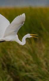 GreatEgret2