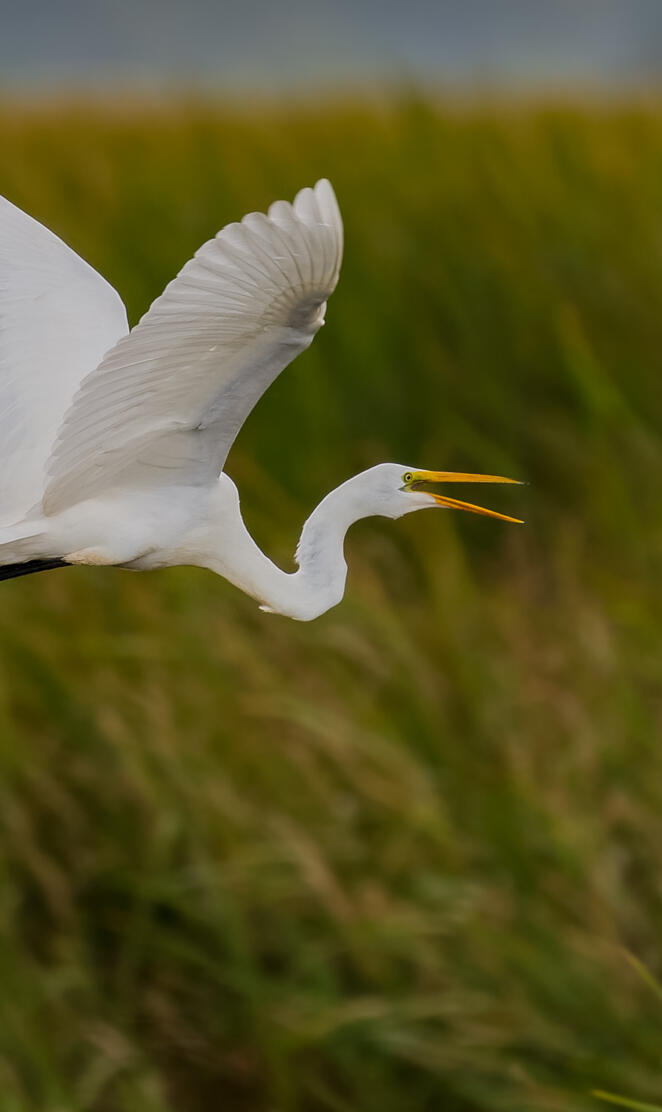 GreatEgret2