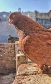 Rawaha birds , birds