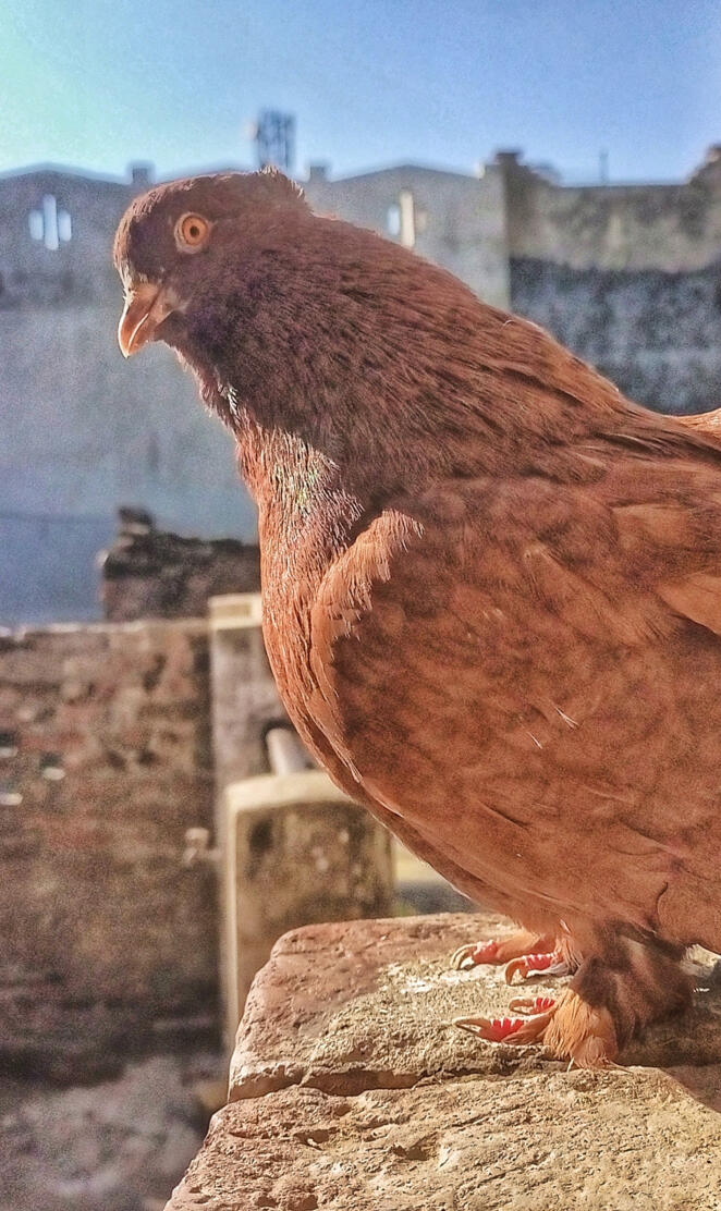 Rawaha birds , birds