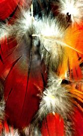 beautiful feathers