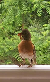 Momma bird with food