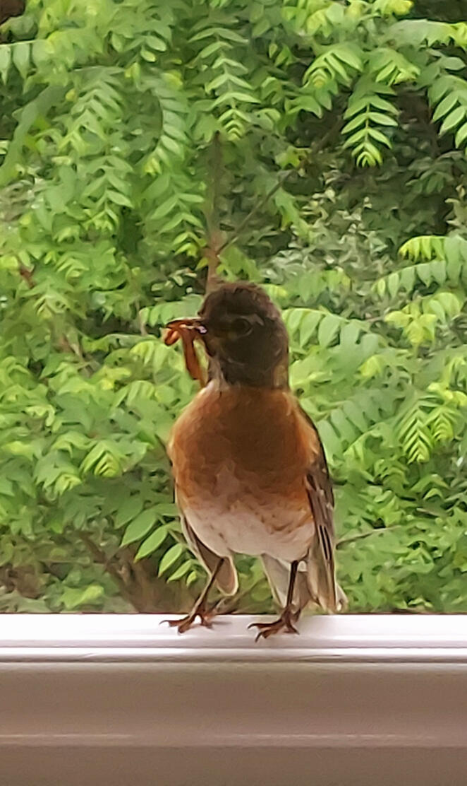 Momma bird with food