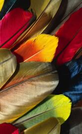 feathers of colors