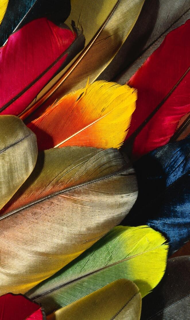 feathers of colors