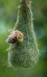 Baya weaver