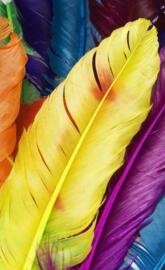 Coloured Feathers