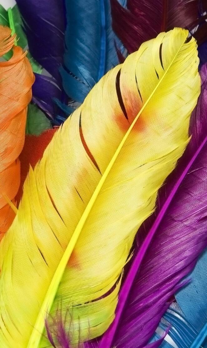 Coloured Feathers