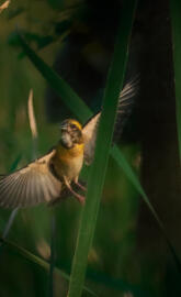 Baya weaver Bird