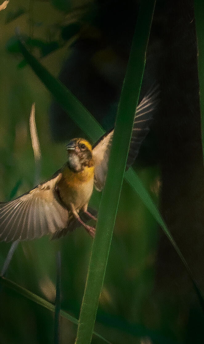 Baya weaver Bird