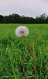 Taraxacum officinale