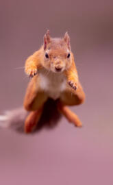 Airborne Squirrel