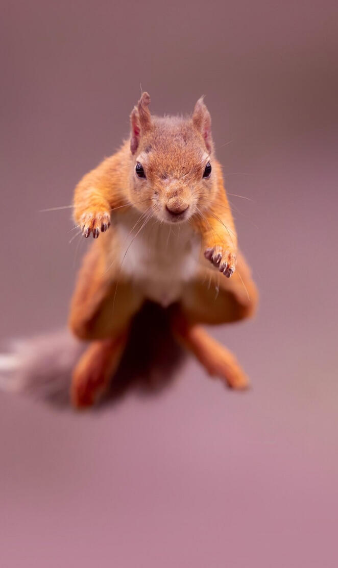 Airborne Squirrel