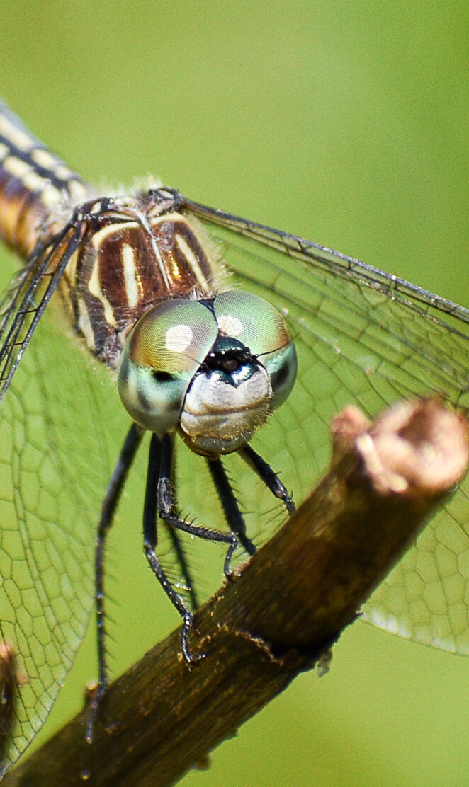 Dragonfly2