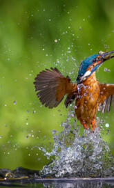 Kingfisher