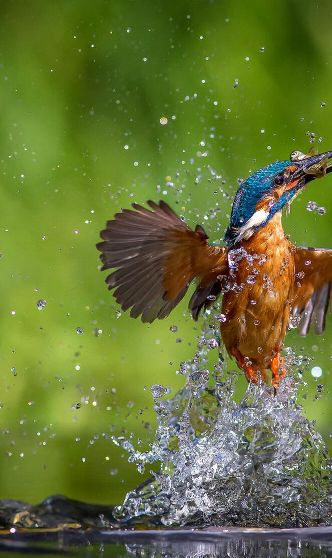 Kingfisher