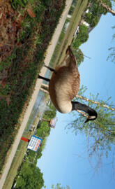Canada Goose