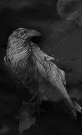 Darkness of the crow