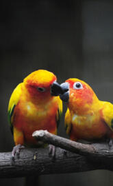 Love Birds
