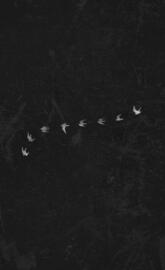 Perigrine BL Version