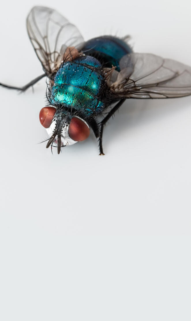 Blowfly