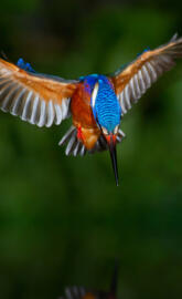 Kingfisher