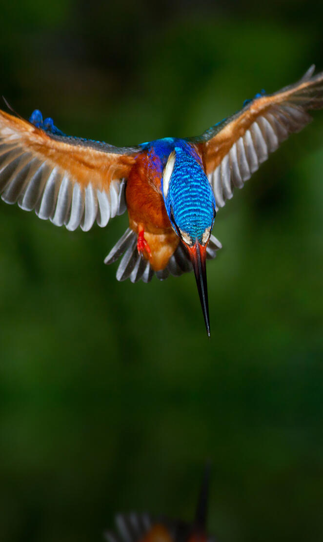 Kingfisher