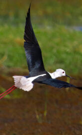 black winged stilt