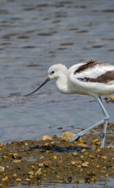 Avocet2