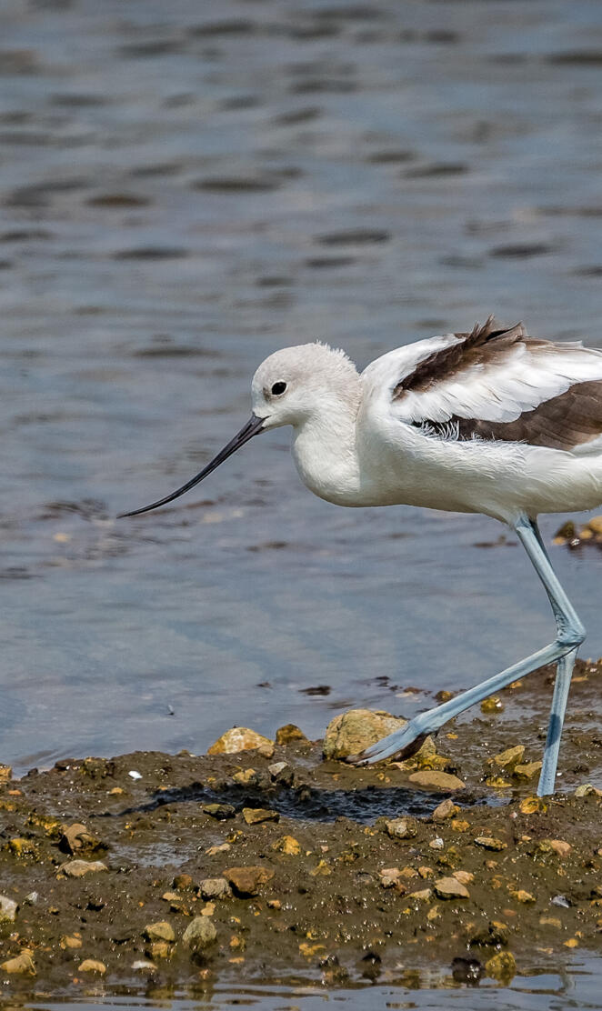 Avocet2