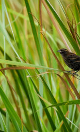 RedWingedBlackbird1