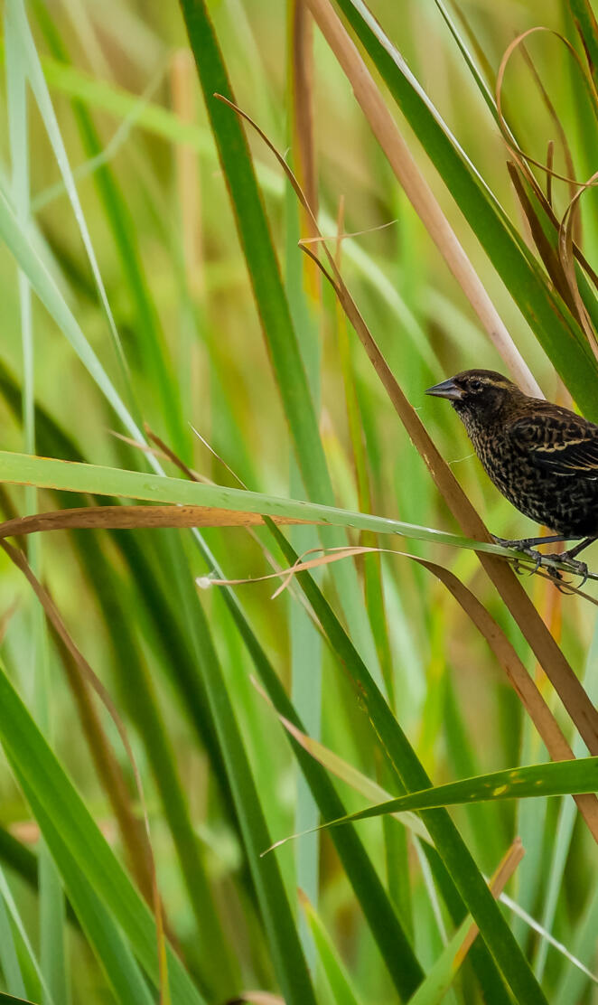 RedWingedBlackbird1