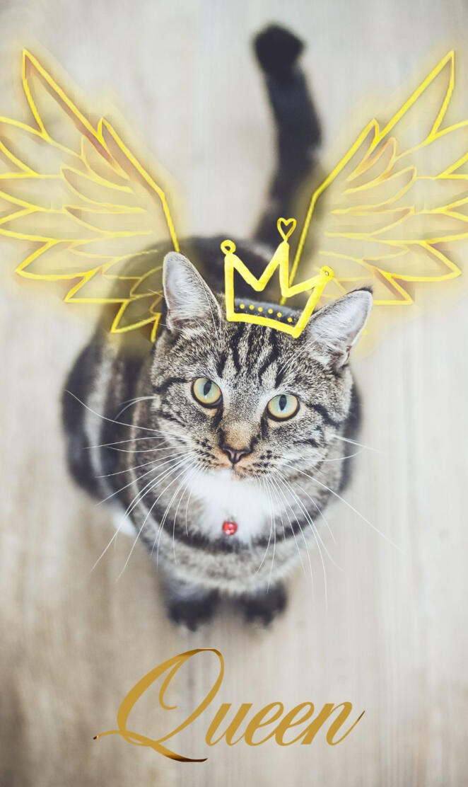 Cat Queen