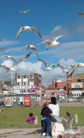 Blackpool seagulls