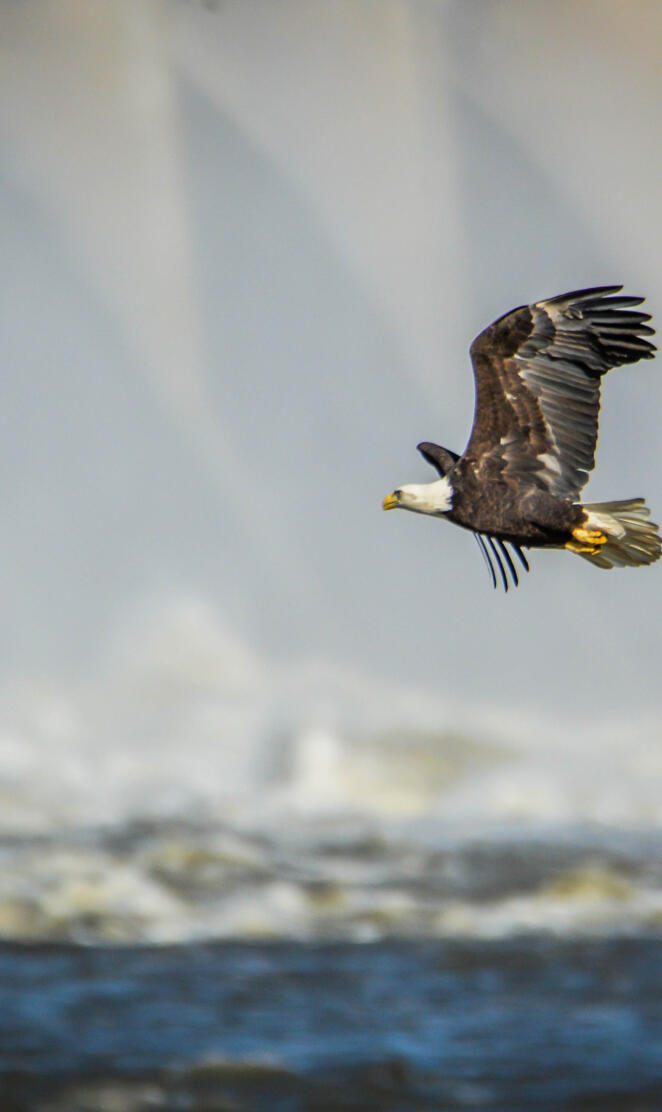 Bald Eagle