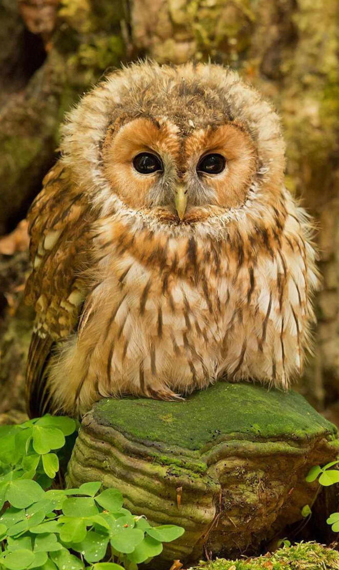baby owl
