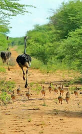 ostrich family