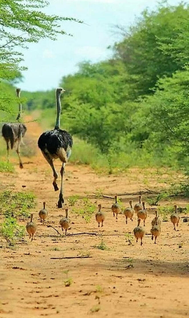 ostrich family